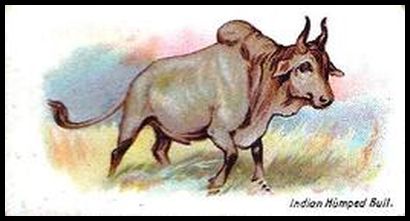 Indian Humped Bull